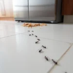 Mrówki w Domu